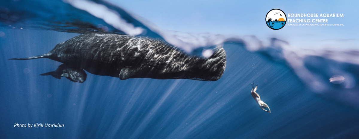 Exploring the World of Whales: Through the Lens of a Global Expedition Photographer, Kirill Umrikhin